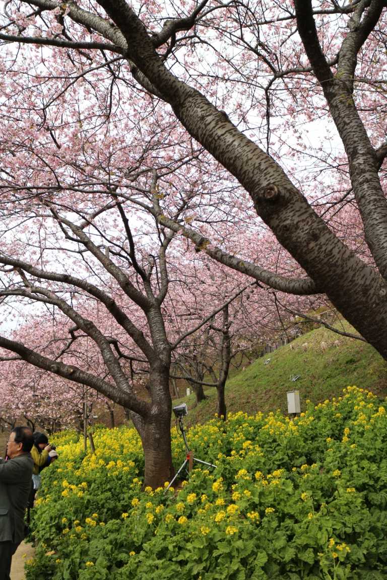 松田町　第20回桜まつり