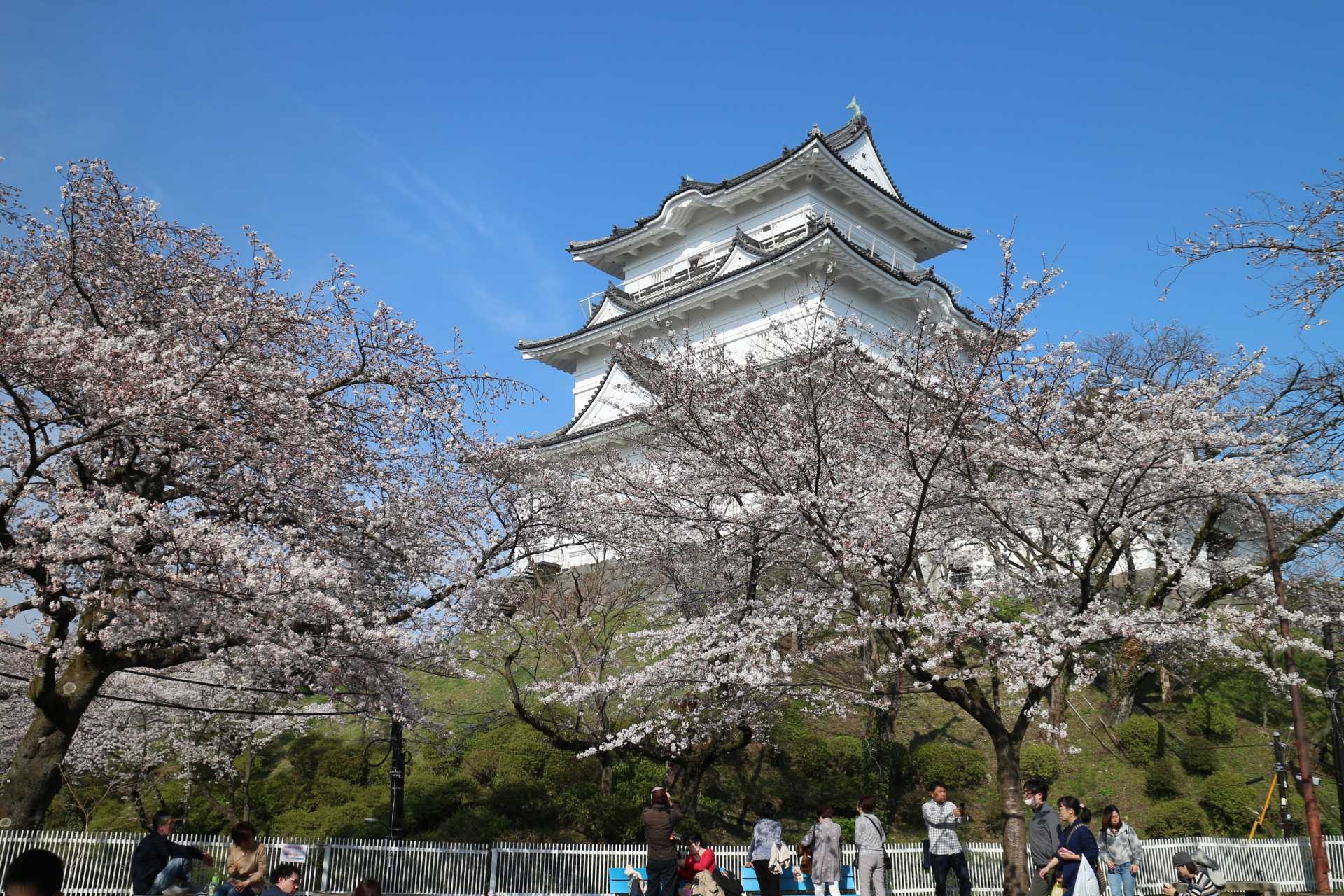 2018年　小田原城　桜